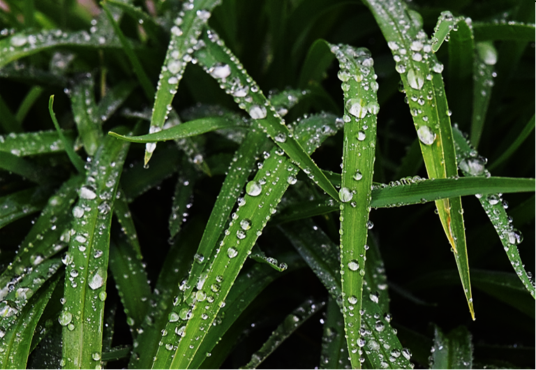 Dewy Lily Plant Leaves