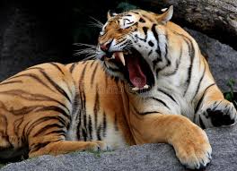 an angry tiger