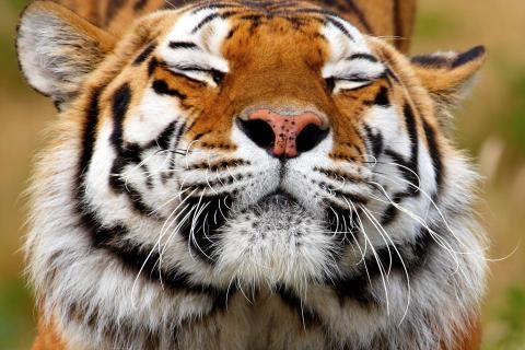 a happy tiger