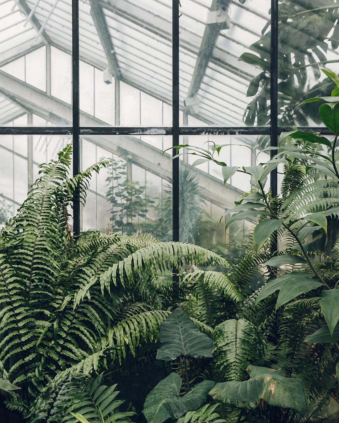 a shot of the inside of a greenhouse with various plants surrounding the glass pane