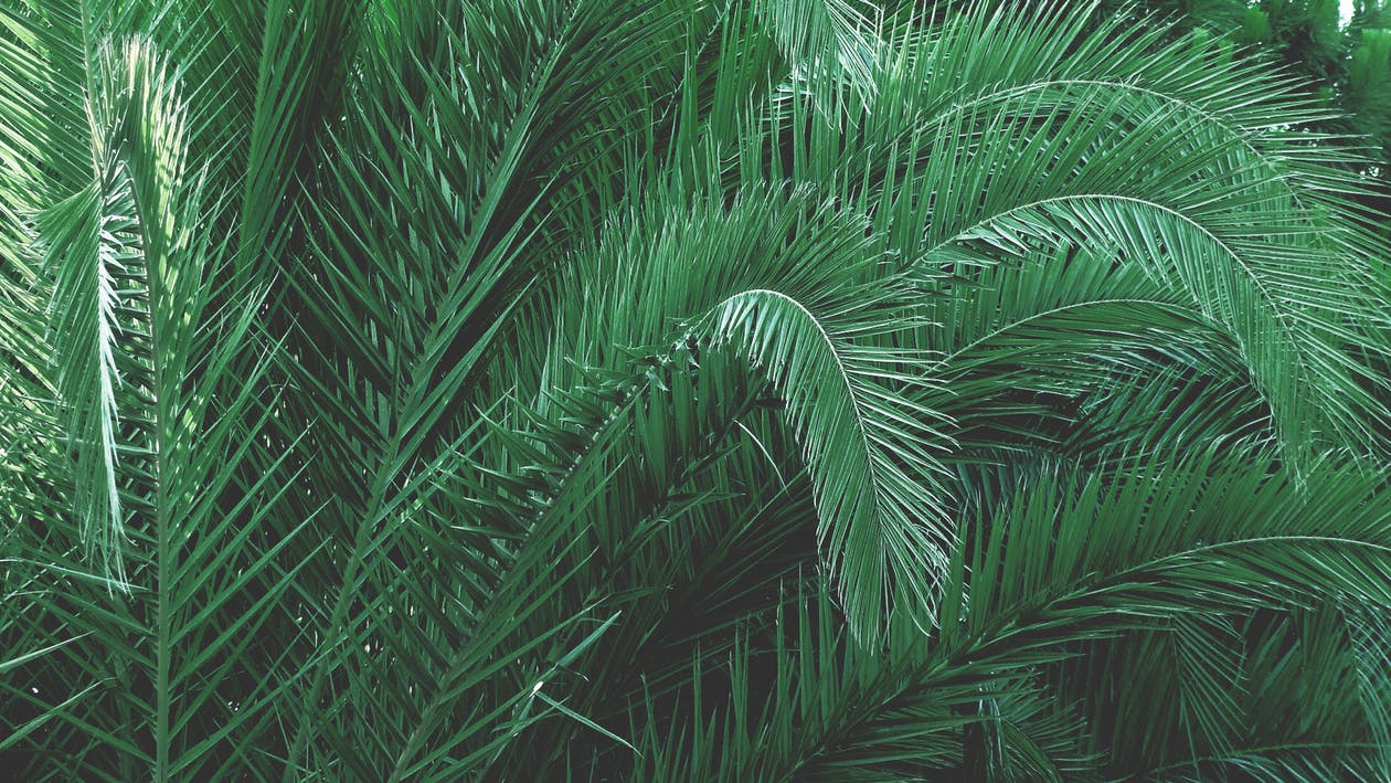 a semi-closeup shot of palm leaves